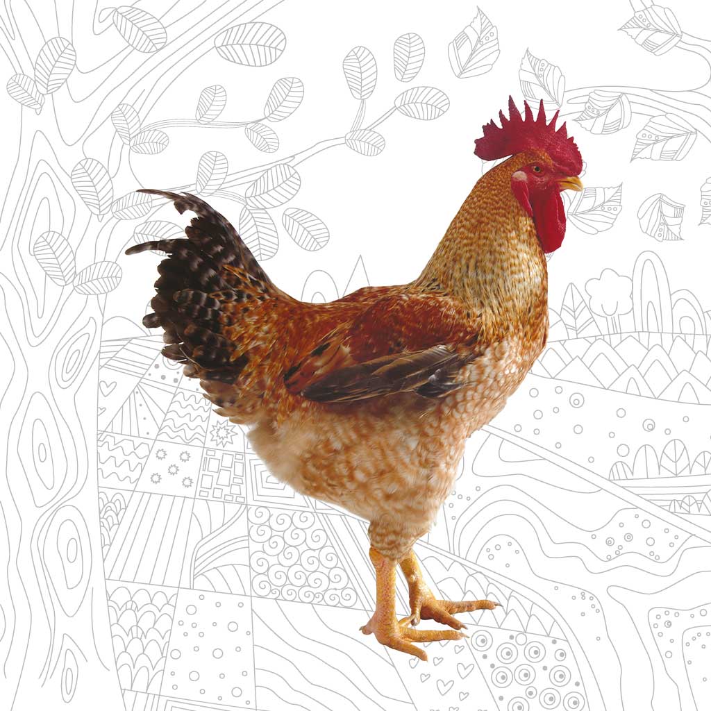 Rosso Pollo