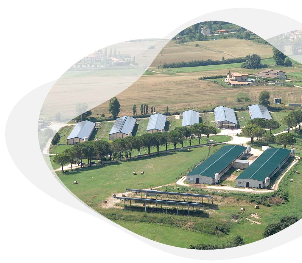 Azienda Avicola Ternana