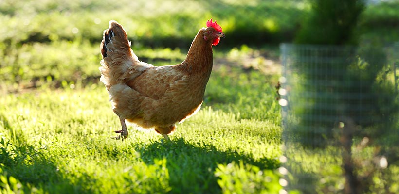 Allevamento Galline Avicola Ternana