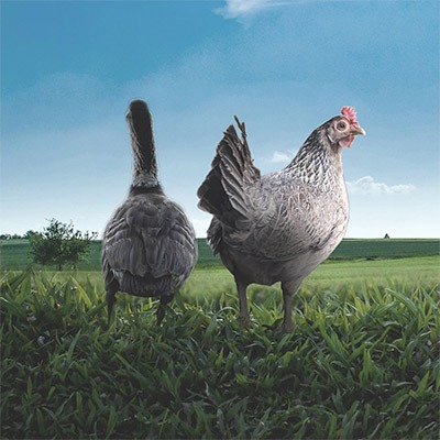 Animali