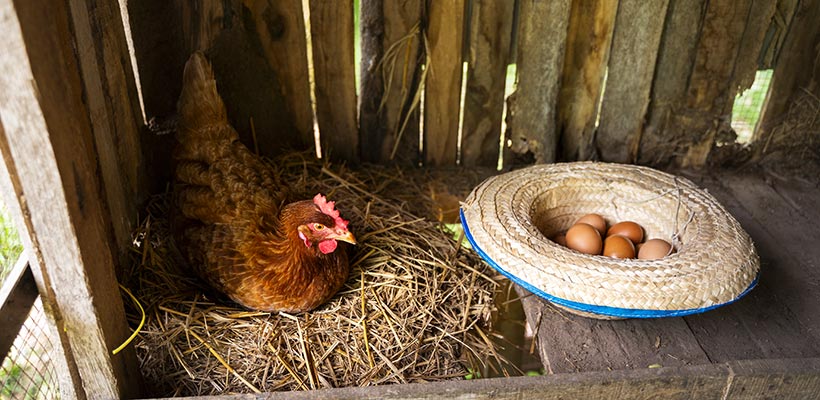 Galline Uova Avicola Ternana