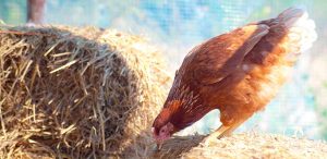 Malattie Animali Avicoli