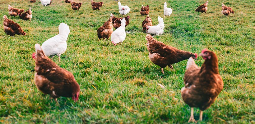 Produzione Animale Avicola Ternana Polli Galline