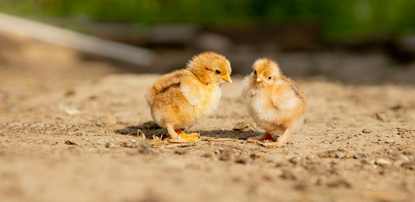 Vaccinazione Animali