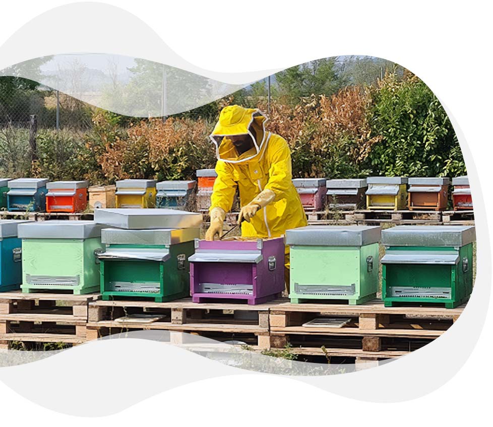 Servizi Per L'apicoltura A Terni 3