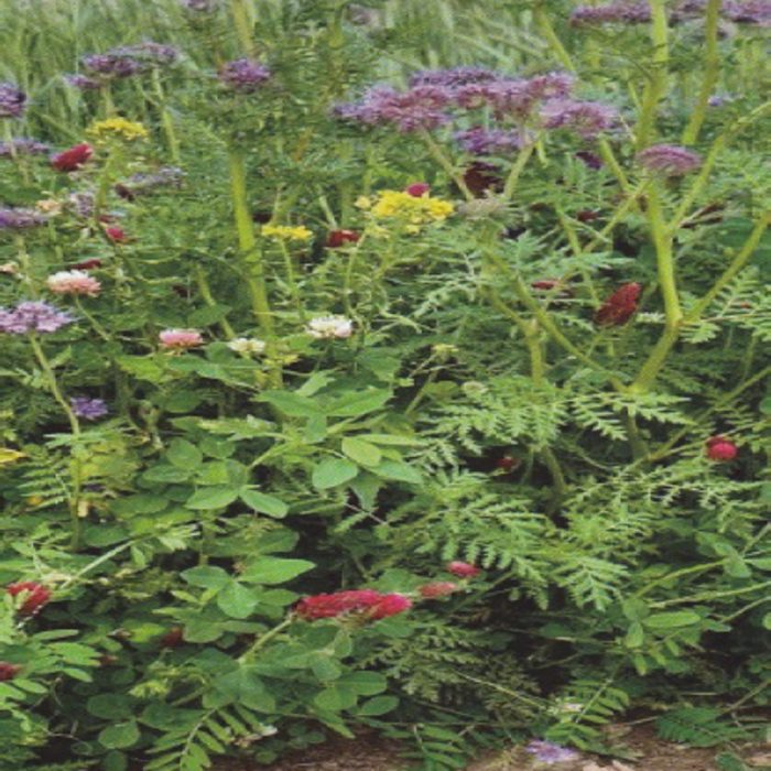 Miscuglio Fiori Per Apis Mellifera 1kg