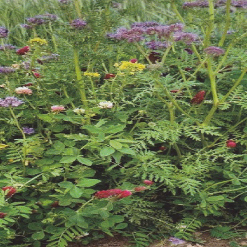 Miscuglio Fiori Per Apis Mellifera 1kg
